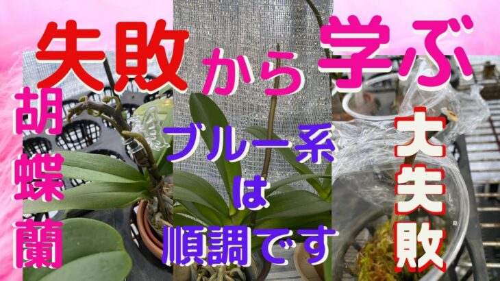 胡蝶蘭　復活順調すぎる株　大失敗した実験　ブルー系は順調です