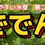 失敗しない超簡単な水草 vol.2　〜株分が超絶簡単です！！〜