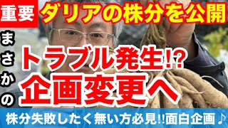 【前代未聞の企画変更⁉︎】ダリアを愛する方にどうしても株分で失敗して欲しく無い‼︎だから、企画まで変更しちゃいます‼︎お楽しみにVer289【カーメン君】【チューリップ】【球根】【宿根草】【ダリア】