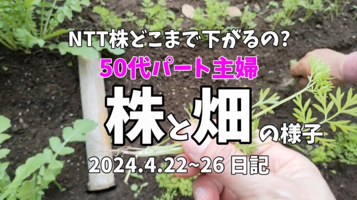 【NTT株買って失敗したかも】2024年4月22日～26日 株と畑と夕食日記・ふるさと納税届く【５０代パート主婦】