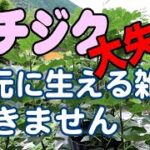 【イチジク】株元の雑草抜いて大失敗しました。