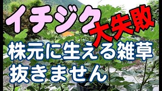 【イチジク】株元の雑草抜いて大失敗しました。