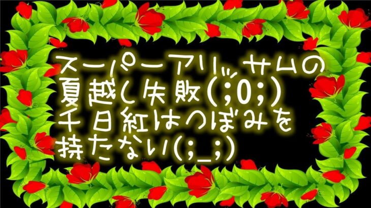 スーパーアリッサムの夏越し失敗。2株とも枯れてしまいました。千日紅は葉っぱが大きく育ちすぎ花が咲きません。ミニヒマワリは大きく咲きそうです。【Flower Vlog186】